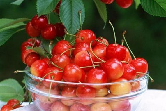 樱桃和车厘子的区别樱桃和车厘子是一种水果吗