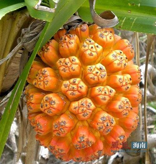 罗牛山参展海南风情美食园水果展示:罗牛山野菠萝