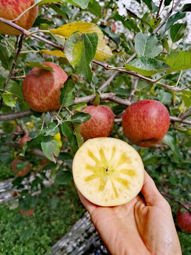 丽江糖心雪山丑苹果新鲜应季水果农户传统种植带箱10斤