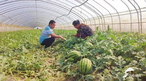 平原县张华镇 20亩水果玉米长势喜人 预计可为集体增收6万元