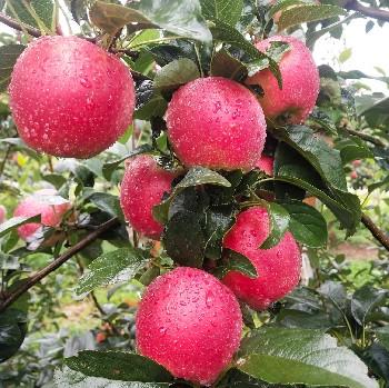 苹果采摘售苗枣阳市花开水果种植采摘园