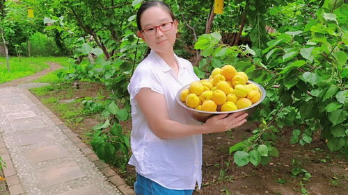 我种水果玩上瘾了,今天第二种水果杏子丰收了,又大又甜快来摘呀