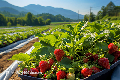 丰收的草莓果园