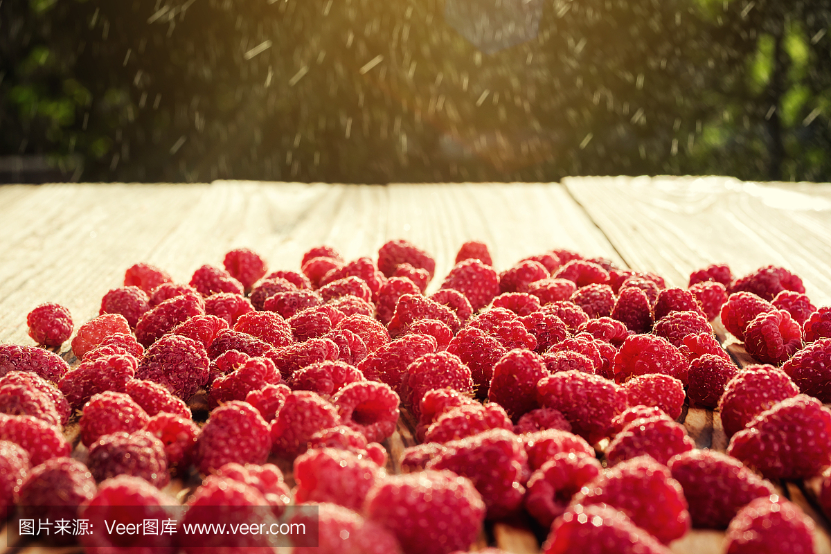 种植树莓,树莓背景特写照片,高分辨率产品,美味一级有机水果,树莓作为背景
